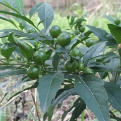 Solanum pseudocapsicum at Fadden, ACT - 14 Feb 2023 05:10 PM