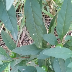 Solanum pseudocapsicum at Fadden, ACT - 14 Feb 2023 05:10 PM