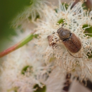 Automolius sp. (genus) at Murrumbateman, NSW - 14 Feb 2023