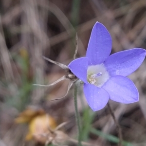 Wahlenbergia sp. at Fadden, ACT - 16 Feb 2023 04:16 PM