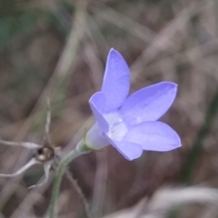 Wahlenbergia sp. at Fadden, ACT - 16 Feb 2023 04:16 PM