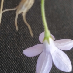 Wahlenbergia sp. at Fadden, ACT - 16 Feb 2023 04:16 PM