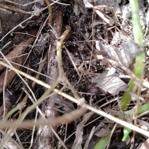 Wahlenbergia sp. at Fadden, ACT - 16 Feb 2023 04:16 PM