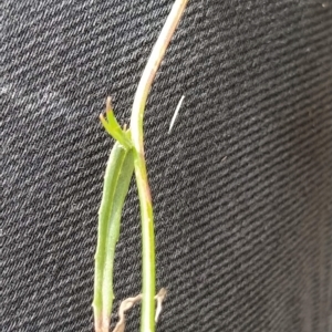 Wahlenbergia sp. at Fadden, ACT - 16 Feb 2023 04:16 PM