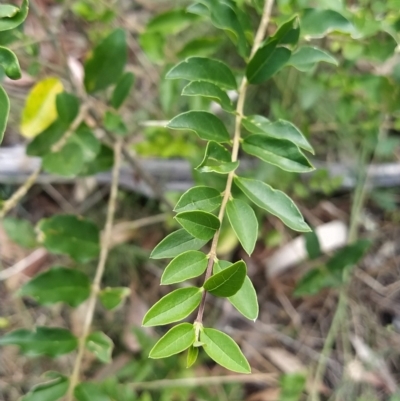 Ligustrum sinense (Narrow-leaf Privet, Chinese Privet) at Wanniassa Hill - 14 Feb 2023 by KumikoCallaway