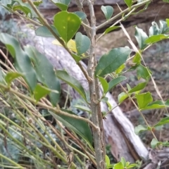 Ligustrum sinense at Fadden, ACT - 14 Feb 2023