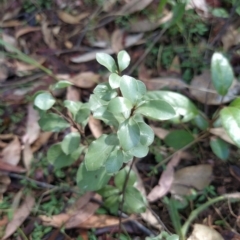 Pittosporum tenuifolium (Kohuhu) at Wanniassa Hill - 14 Feb 2023 by KumikoCallaway