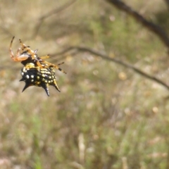 Austracantha minax (Christmas Spider, Jewel Spider) at Jerrabomberra, ACT - 14 Feb 2023 by Mike