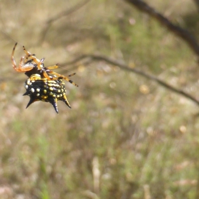 Austracantha minax (Christmas Spider, Jewel Spider) at Jerrabomberra, ACT - 14 Feb 2023 by Mike