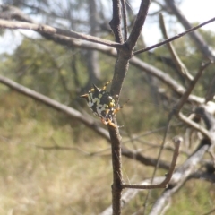 Austracantha minax at Jerrabomberra, ACT - 14 Feb 2023