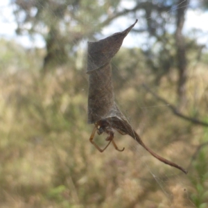 Phonognatha graeffei at Jerrabomberra, ACT - 1 Jul 2003