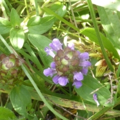 Prunella vulgaris (Self-heal, Heal All) at Isaacs Ridge - 1 Jul 2003 by Mike