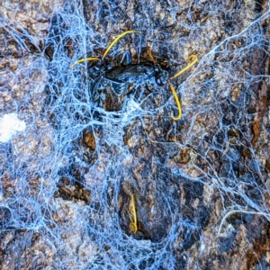 Pompilidae (family) at Kambah, ACT - suppressed