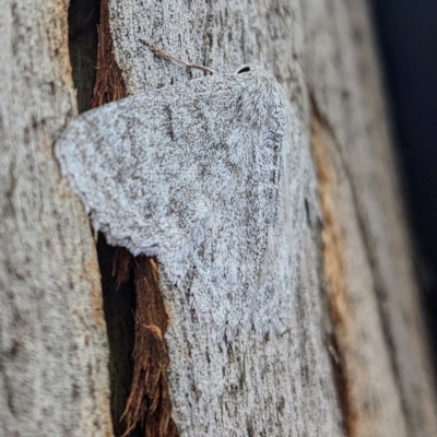 Crypsiphona ocultaria (Red-lined Looper Moth) at Kambah, ACT - 13 Feb 2023 by HelenCross