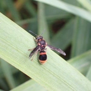 Paralastor sp. (genus) at Murrumbateman, NSW - 14 Feb 2023