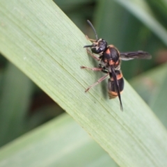 Paralastor sp. (genus) at Murrumbateman, NSW - 14 Feb 2023