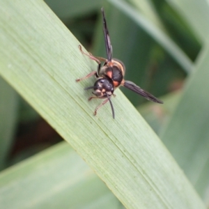 Paralastor sp. (genus) at Murrumbateman, NSW - 14 Feb 2023 04:19 PM