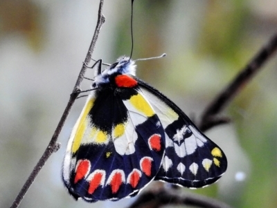 Delias aganippe (Spotted Jezebel) at Stromlo, ACT - 14 Feb 2023 by HelenCross