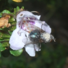Calliphoridae (family) (Unidentified blowfly) at Kosciuszko National Park - 8 Feb 2023 by Harrisi