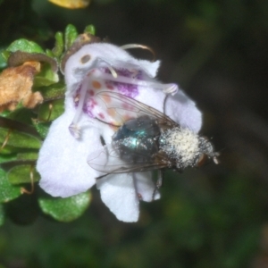 Calliphoridae (family) at Smiggin Holes, NSW - 8 Feb 2023