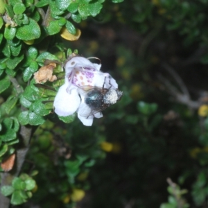 Calliphoridae (family) at Smiggin Holes, NSW - 8 Feb 2023