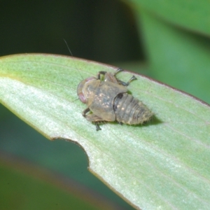 Cicadellidae (family) at Smiggin Holes, NSW - 8 Feb 2023