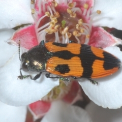 Castiarina delectabilis (A jewel beetle) at Kosciuszko National Park - 8 Feb 2023 by Harrisi