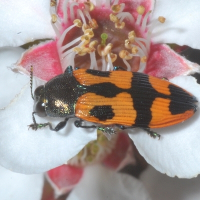 Castiarina delectabilis (A jewel beetle) at Kosciuszko National Park - 8 Feb 2023 by Harrisi