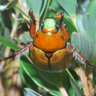 Anoplognathus sp. (genus) (Unidentified Christmas beetle) at Kosciuszko National Park - 8 Feb 2023 by Harrisi