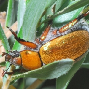 Anoplognathus sp. (genus) at Burrungubugge, NSW - 8 Feb 2023