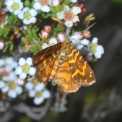 Chrysolarentia chrysocyma (Small Radiating Carpet) at Wilsons Valley, NSW - 8 Feb 2023 by Harrisi