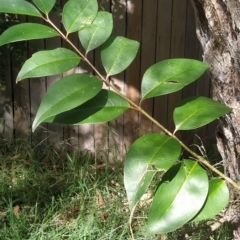 Ligustrum lucidum (Large-leaved Privet) at Fadden, ACT - 14 Feb 2023 by KumikoCallaway