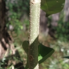 Ligustrum lucidum at Fadden, ACT - 14 Feb 2023