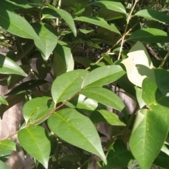 Ligustrum lucidum at Fadden, ACT - 14 Feb 2023