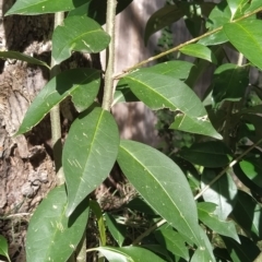 Ligustrum lucidum at Fadden, ACT - 14 Feb 2023