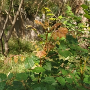 Koelreuteria paniculata at Fadden, ACT - 14 Feb 2023