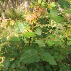 Koelreuteria paniculata at Fadden, ACT - 14 Feb 2023