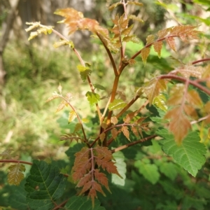 Koelreuteria paniculata at Fadden, ACT - 14 Feb 2023 05:06 PM