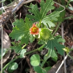 Modiola caroliniana (Red-flowered Mallow) at Fadden, ACT - 14 Feb 2023 by KumikoCallaway