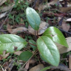 Viburnum tinus (Laurustinus) at Wanniassa Hill - 14 Feb 2023 by KumikoCallaway