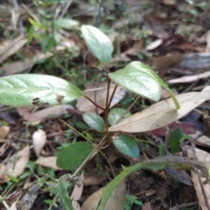 Viburnum tinus at Fadden, ACT - 14 Feb 2023 03:41 PM