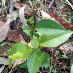 Ligustrum lucidum (Large-leaved Privet) at Wanniassa Hill - 14 Feb 2023 by KumikoCallaway