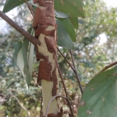 Eucalyptus dives (Broad-leaved Peppermint) at Fadden, ACT - 16 Feb 2023 by KumikoCallaway