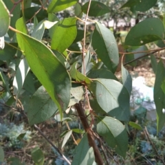 Eucalyptus dives at Fadden, ACT - 16 Feb 2023 04:25 PM