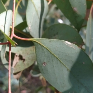 Eucalyptus dives at Fadden, ACT - 16 Feb 2023