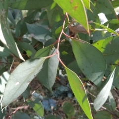 Eucalyptus dives at Fadden, ACT - 16 Feb 2023 04:25 PM