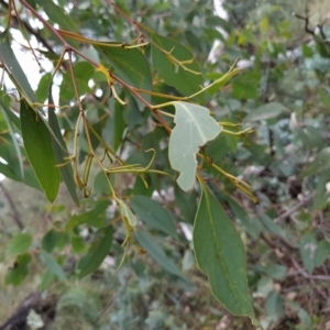 Eucalyptus dives at Fadden, ACT - 16 Feb 2023 04:25 PM