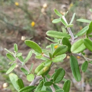 Pyracantha angustifolia at Fadden, ACT - 14 Feb 2023