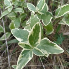 Vinca major (Blue Periwinkle) at Wanniassa Hill - 14 Feb 2023 by KumikoCallaway