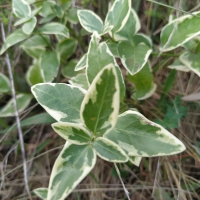 Vinca major (Blue Periwinkle) at Fadden, ACT - 14 Feb 2023 by KumikoCallaway